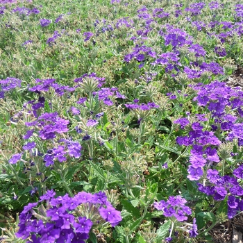 Verbena Tukana® '' (017792)