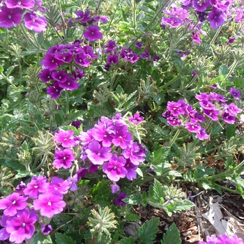 Verbena Lanai® '' (017795)