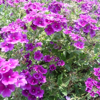 Verbena Lanai® '' (017796)