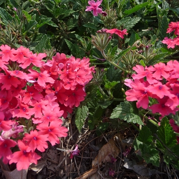 Verbena Superbena® 'Coral Red' (017798)