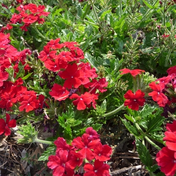 Verbena Lanai® '' (017801)