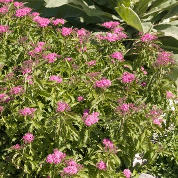 Spiraea x bumalda 'Crispa' (017802)