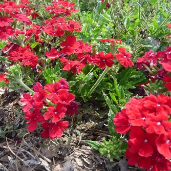 Verbena Lanai® '' (017803)