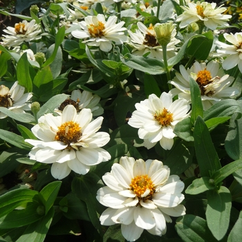 Zinnia Profusion 'Double White' (017809)