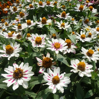 Zinnia marylandica Zahara® 'Starlight Rose' (017812)