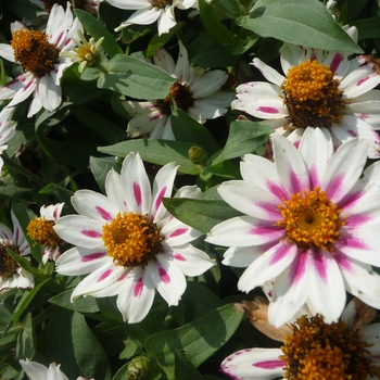 Zinnia marylandica Zahara® 'Starlight Rose' (017814)