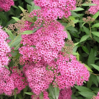 Spiraea x bumalda 'Anthony Waterer' (017815)