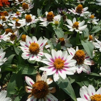 Zinnia marylandica Zahara® 'Starlight Rose' (017816)