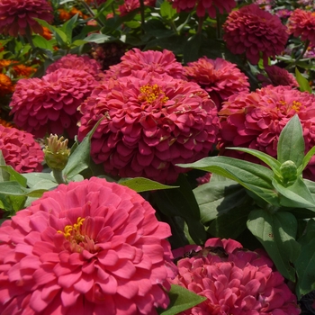 Zinnia elegans Magellan™ '' (017817)