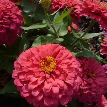 Zinnia elegans Magellan™ '' (017818)