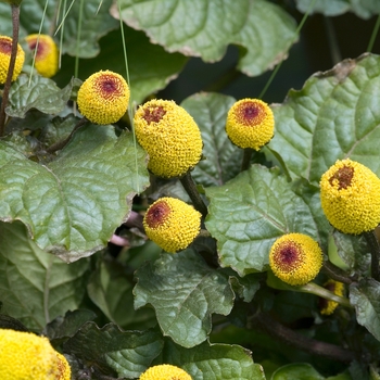 Spilanthes oleracea '' (017819)