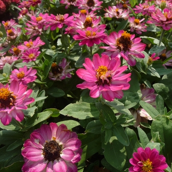 Zinnia Profusion 'Double Cherry' (017820)