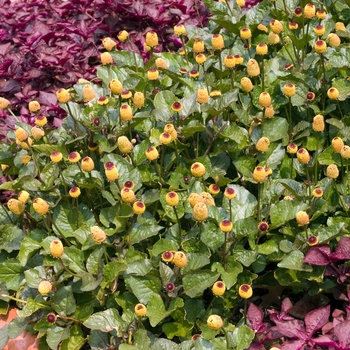 Spilanthes oleracea '' (017821)