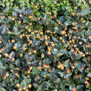 Spilanthes oleracea '' (017823)