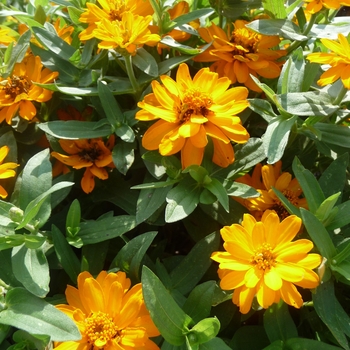 Zinnia Profusion 'Double Golden' (017824)