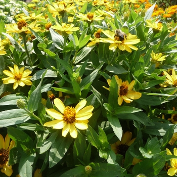 Zinnia Profusion 'Yellow' (017826)