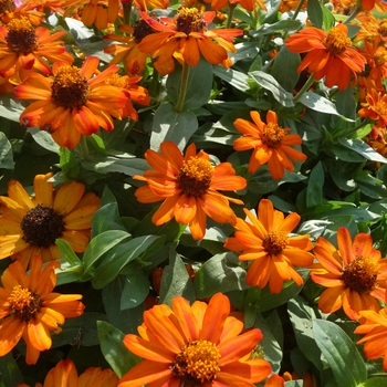 Zinnia marylandica Zahara® 'Fire' (017828)