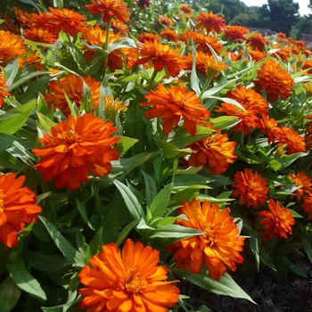 Zinnia marylandica Double Zahara™ 'Orange' (017831)