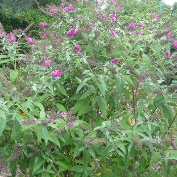 Buddleia 'Miss Ruby' (017841)