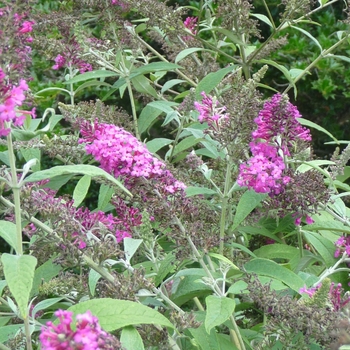 Buddleia 'Miss Ruby' (017843)