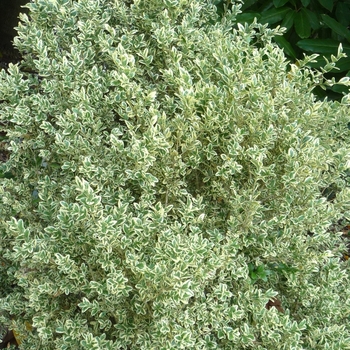 Buxus sempervirens 'Elegantissima' (017844)