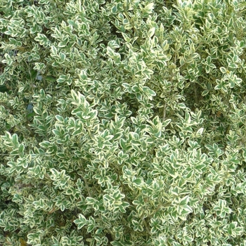 Buxus sempervirens 'Elegantissima' (017847)