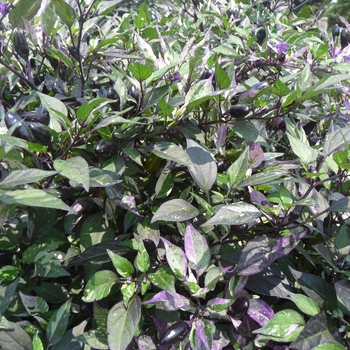 Capsicum annuum 'Calico' (017848)