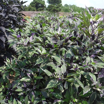 Capsicum annuum 'Calico' (017849)