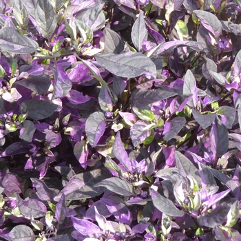 Capsicum annuum 'Purple Flash' (017852)