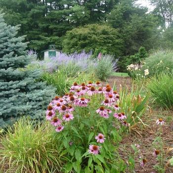 Echinacea purpurea '' (017867)