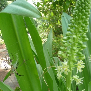 Eucomis pole-evansii '' (017871)