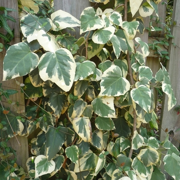 Hedera colchica 'Dentata Variegata' (017881)