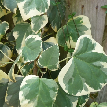 Hedera colchica 'Dentata Variegata' (017883)