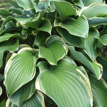 Hosta 'Regal Splendor' (017888)