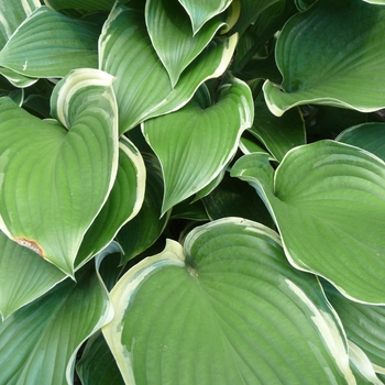 Hosta 'Regal Splendor' (017889)