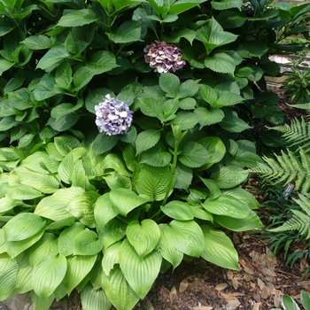 Hosta 'Royal Standard' (017890)