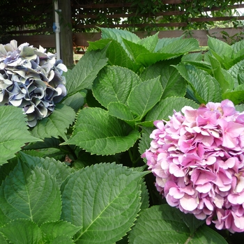 Hydrangea macrophylla 'Oregon Pride' (017895)