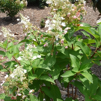 Hydrangea paniculata 'Pinky Winky®' (017897)