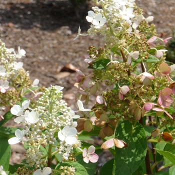 Hydrangea paniculata 'Pinky Winky®' (017898)