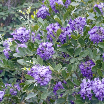 Sophora secundiflora '' (018143)