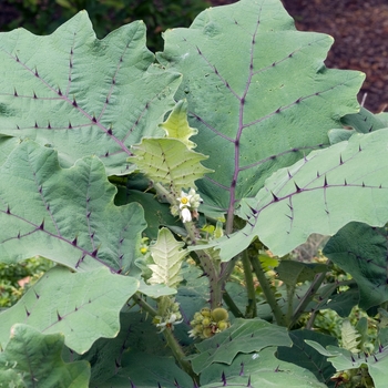 Solanum quitoense '' (018164)