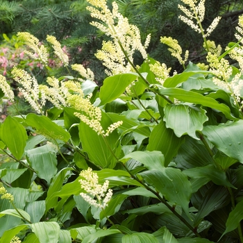 Smilacina racemosa '' (018194)