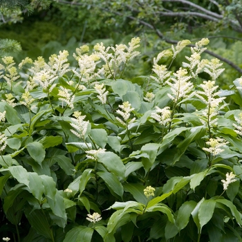 Smilacina racemosa '' (018195)