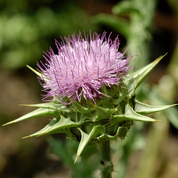 Silybum marianum 'Adriana' (018198)