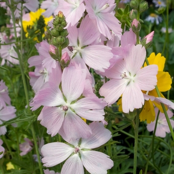 Sidalcea malviflora 'Elsie Heugh' (018200)