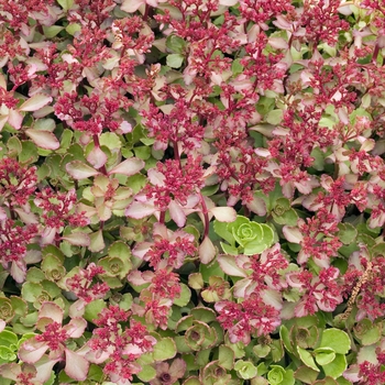 Sedum spurium 'Elizabeth' (018216)