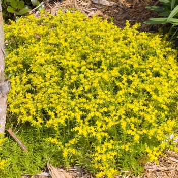 Sedum mexicanum '' (018255)