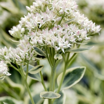 Sedum 'Frosty Morn' (018267)