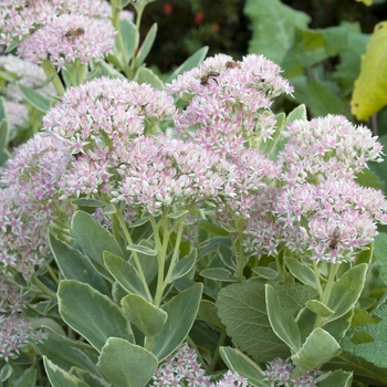 Sedum 'Frosty Morn' (018269)