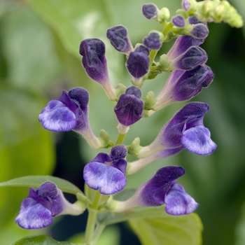 Scutellaria hybrid 'Veranda' (018278)